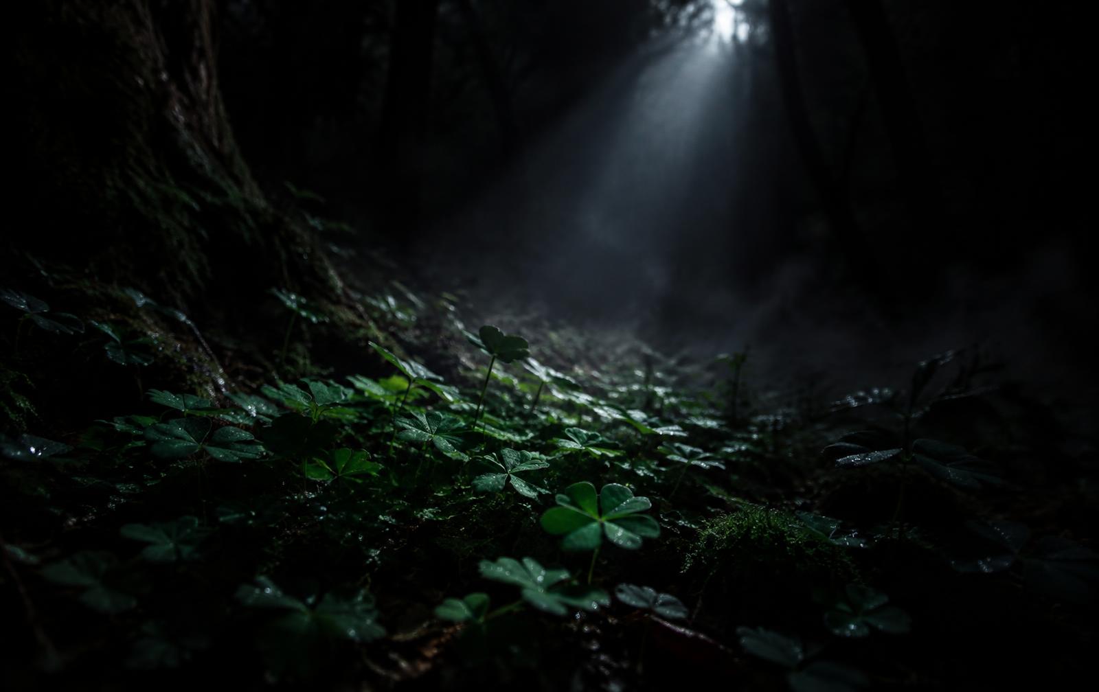 Moonlight falling across a dark forest floor
