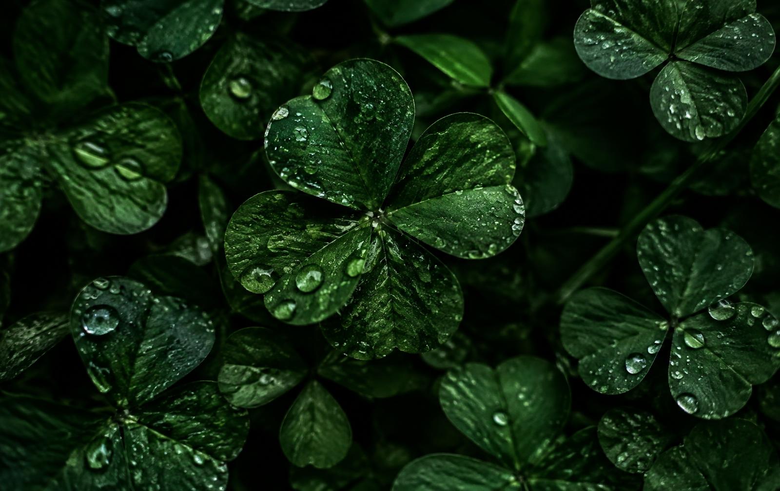 Dense wet clover leaves on a dark forest floor